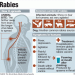 The Pertinent Facts About Rabies